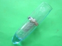 cristal vase